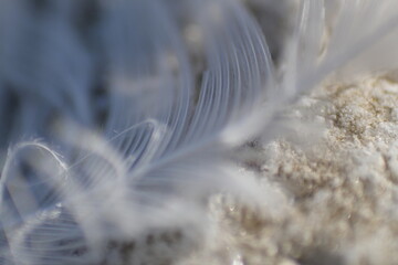 white feather on the lake shore