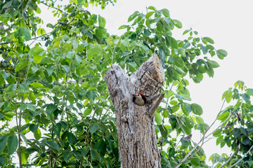 Woodpecker in its nest on a tropical tree trunk
