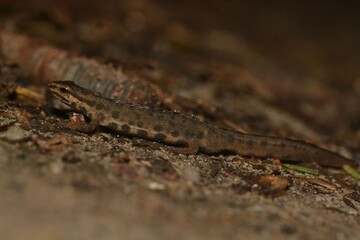 Lissotriton vulgaris male lizard on the ground.