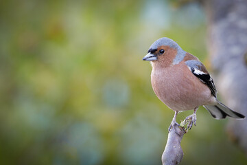 Chaffinch in a branch in Espejo, Alava
