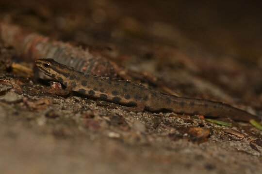 Lissotriton Vulgaris Male Lizard On The Ground.