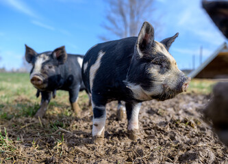 Piglets playing on the farm