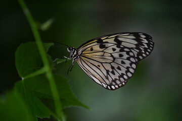 butterfly on a leaf