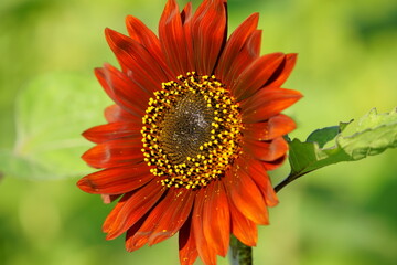 The sunflowers have become perfect for viewing