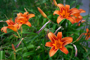 Fototapeta premium Bright orange tiger lily flowers blossoming on a summer day