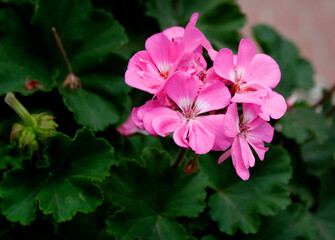 Pink geranium flowers blossoming on a summer day