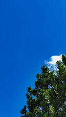 Obraz premium Bright blue sky and green branch, copy spase, vertical orientation