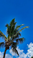 Fototapeta na wymiar Green palm in the bright blue sky, copy space, background