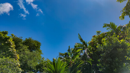 Obraz premium Blue sky and green trees and palms, Seychelles,copy space
