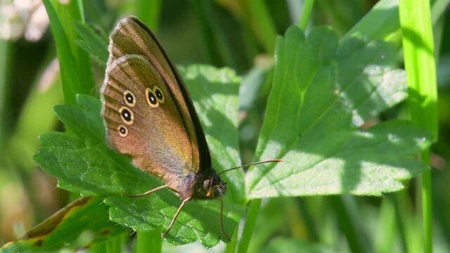 Butterfly - Ringlet, Aphantopus hyperantus