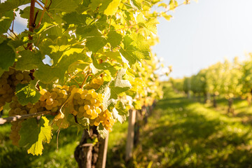 Crops of white grapes with green leaves on the vine. fresh fruits. Harvest time early Autumn.