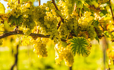 White grapes with green leaves on the vine. fresh fruits. Harvest time early Autumn.