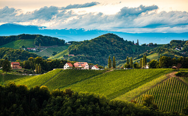 Styrian Tuscany Vineyard in autumn near Eckberg, Gamliz, Styria, Austria