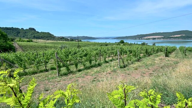 vineyard on the shores of lake corbara in umbria on a sunny day in sum