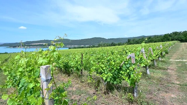 vineyard on the shores of lake corbara in umbria on a sunny day in sum