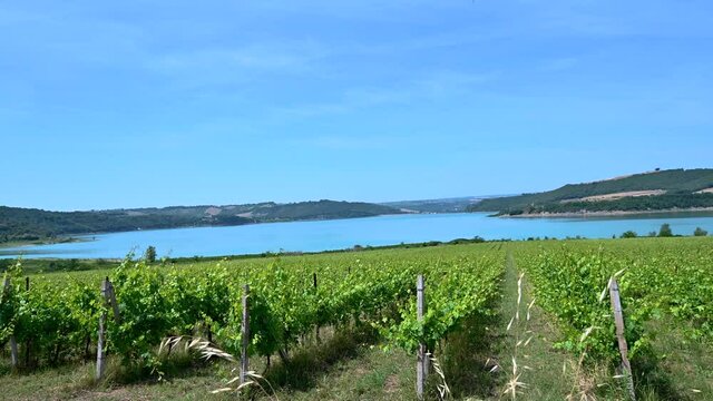 vineyard on the shores of lake corbara in umbria on a sunny day in sum