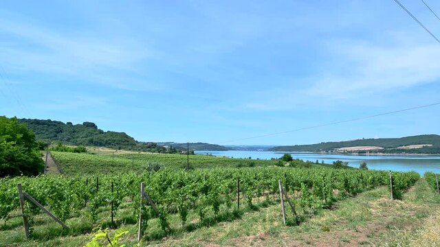 vineyard on the shores of lake corbara in umbria on a sunny day in sum