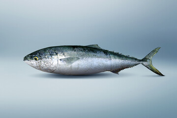 한국, 제주도, 방어, 물고기