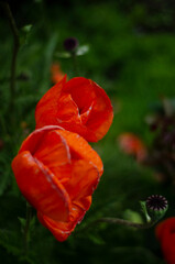 red poppy flower bush side view