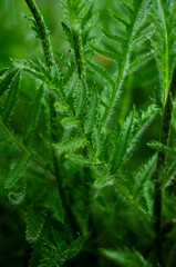 red poppy bush leaves, free space