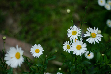 Fototapeta premium chamomile flowers garden top view