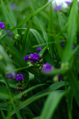 purple flowers in greenery, free space