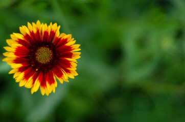 flowers yellow with a tap core in greenery