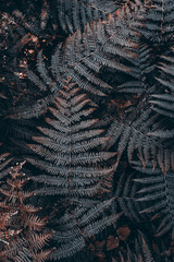 brown fern leaves in the nature, brown background
