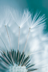 romantic dandelion flower in springtime, textured background