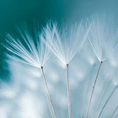 romantic dandelion flower in springtime, textured background