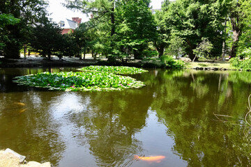 Fototapeta na wymiar 旧北海道庁赤れんが庁舎前庭の池