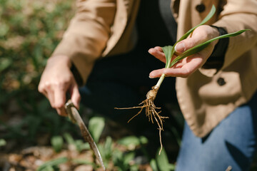 Female hands holding a wild ramp with roots on it in the woods