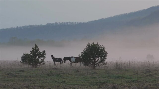 horse grazes in a clearing. Fog on the meadow where the horse grazes.