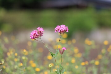 花の写真