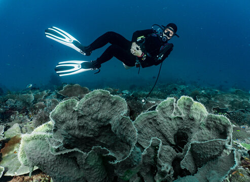 diver floating above coral in Raja Ampat