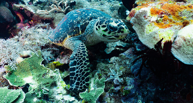 Hawksbill Sea Turtle Eating Coral At The Ocean Floor In Raja Ampat