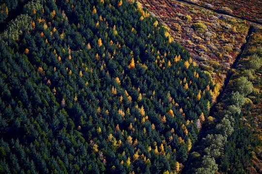 Aerial view of forrest plantation in Iceland