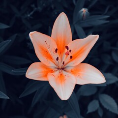 orange lily on a black background
