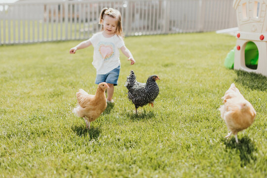 Young girl chases chickens in her backyard on a sunny summer day