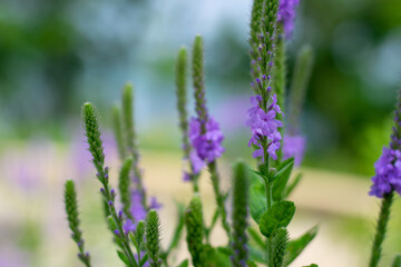 Purple lavender flower with a blurred background
