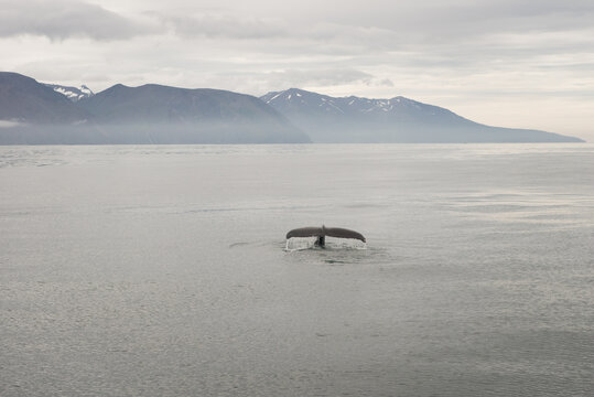 View of tail from whale in Iceland in ocean with mountains