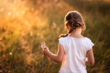 Girl picks pink flowers in evening golden backlight in summer