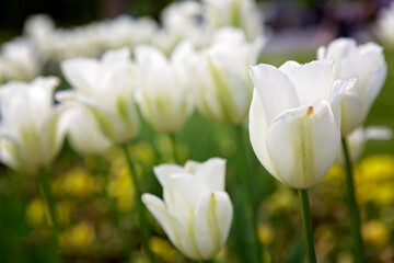 white tulips