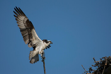 osprey 