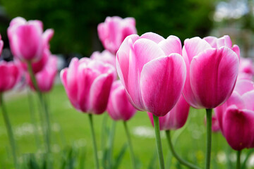 pink tulips