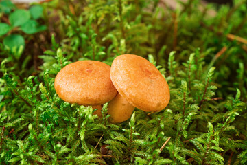 Two Saffron milk mushrooms in moss. Lactarius deliciosus mushroom closeup. Forest mushroom. Selective focus