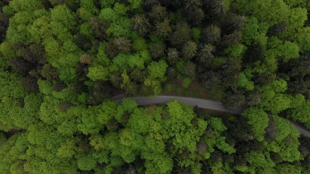 Aerial view green forest foliage summer warm sunlight. Natural green b