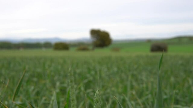green wheat field stock video