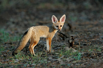 Naklejka na ściany i meble A Cape fox (Vulpes chama) in natural habitat, Kalahari desert, South Africa.