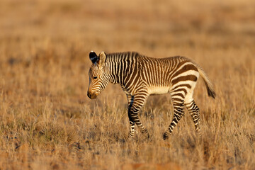 Fototapeta na wymiar A young Cape mountain zebra (Equus zebra) foal, Mountain Zebra National Park, South Africa.